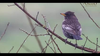 Boğmaklı ardıç » Ring Ouzel » Turdus torquatus