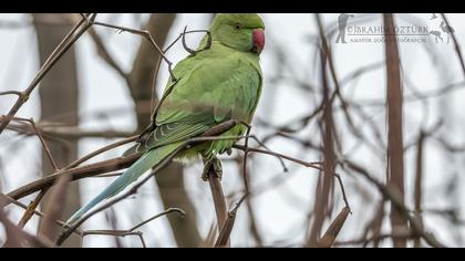 Yeşil papağan » Rose-ringed Parakeet » Psittacula krameri