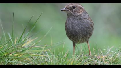 Dağbülbülü » Dunnock » Prunella modularis