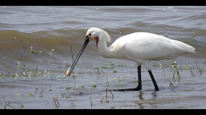 Kaşıkçı » Eurasian Spoonbill » Platalea leucorodia