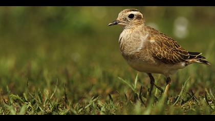 Dağ cılıbıtı » Eurasian Dotterel » Charadrius morinellus