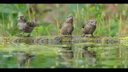 Çaprazgaga » Red Crossbill » Loxia curvirostra