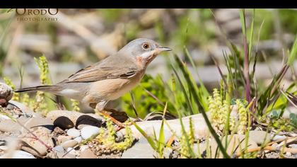 Bıyıklı ötleğen » Subalpine Warbler » Sylvia cantillans