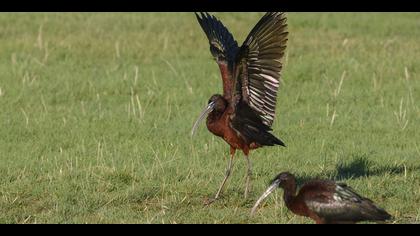 Çeltikçi » Glossy Ibis » Plegadis falcinellus