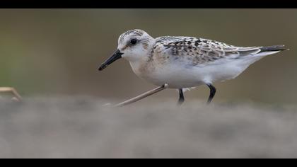 Ak kumkuşu » Sanderling » Calidris alba