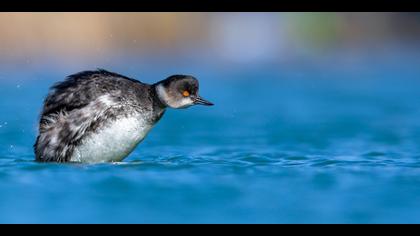 Karaboyunlu batağan » Black-necked Grebe » Podiceps nigricollis