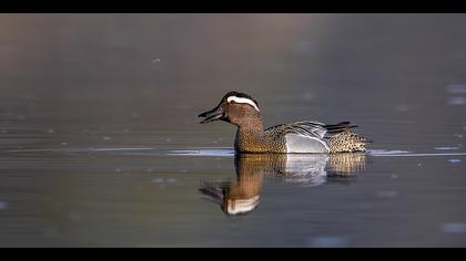 Çıkrıkçın » Garganey » Spatula querquedula