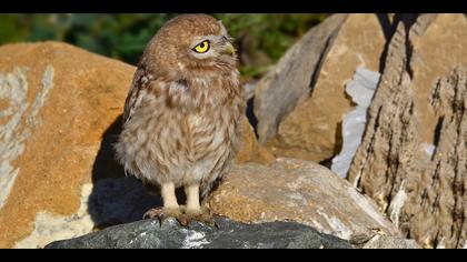 Kukumav » Little Owl » Athene noctua