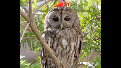 Alaca baykuş » Tawny Owl » Strix aluco