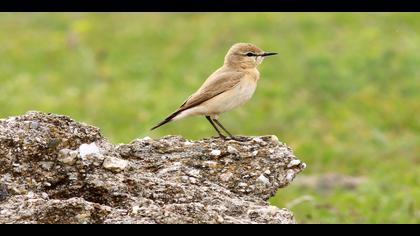 Boz kuyrukkakan » Isabelline Wheatear » Oenanthe isabellina