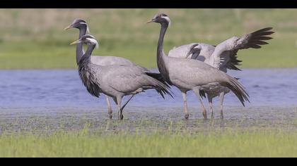 Telli turna » Demoiselle Crane » Grus virgo