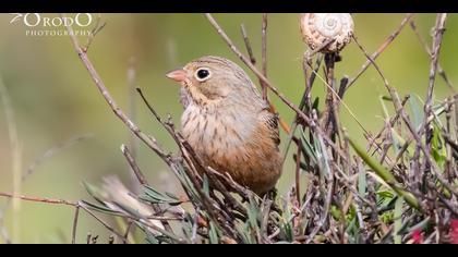 Kızıl kirazkuşu » Cretzschmar`s Bunting » Emberiza caesia