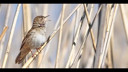 Bataklık kamışçını » Savi`s Warbler » Locustella luscinioides