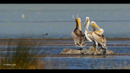 Ak pelikan » Great White Pelican » Pelecanus onocrotalus