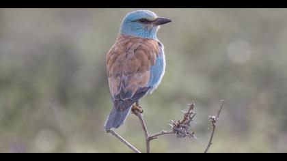 Gökkuzgun » European Roller » Coracias garrulus