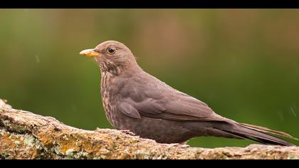 Karatavuk » Common Blackbird » Turdus merula