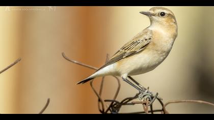 Kuyrukkakan » Northern Wheatear » Oenanthe oenanthe