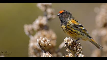 Kara iskete » Red-fronted Serin » Serinus pusillus