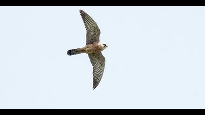 Ala doğan » Red-footed Falcon » Falco vespertinus