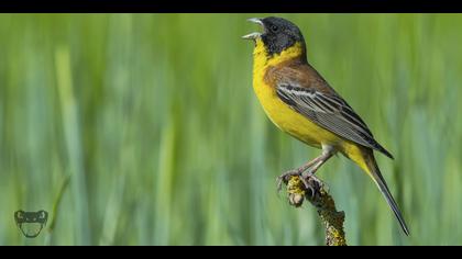 Karabaşlı kirazkuşu » Black-headed Bunting » Emberiza melanocephala