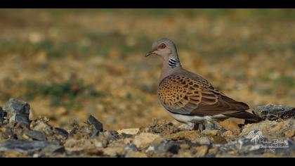 Üveyik » European Turtle Dove » Streptopelia turtur