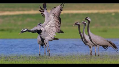 Telli turna » Demoiselle Crane » Grus virgo