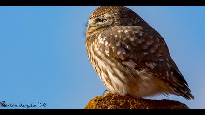 Kukumav » Little Owl » Athene noctua