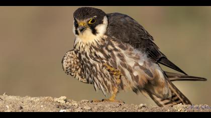 Delice doğan » Eurasian Hobby » Falco subbuteo