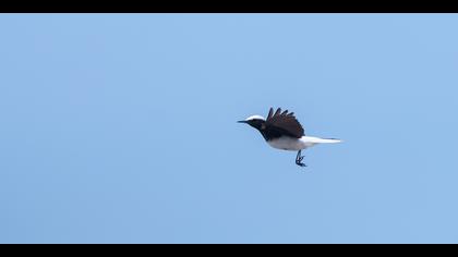 Keşiş kuyrukkakanı » Hooded Wheatear » Oenanthe monacha