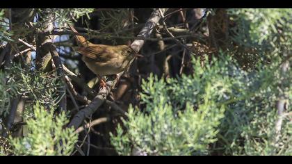 Ağaç kamışçını » River Warbler » Locustella fluviatilis