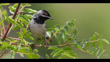 Karaboğazlı ötleğen » Rüppell`s Warbler » Sylvia ruppeli