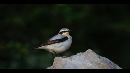 Kuyrukkakan » Northern Wheatear » Oenanthe oenanthe