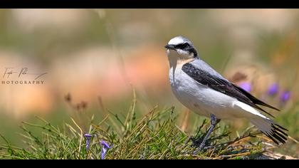 Kuyrukkakan » Northern Wheatear » Oenanthe oenanthe