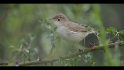 Ak mukallit » Eastern Olivaceous Warbler » Iduna pallida