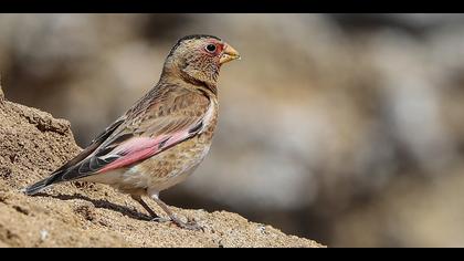 Alamecek » Eurasian Crimson-winged Finch » Rhodopechys sanguineus