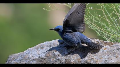 Gökardıç » Blue Rock Thrush » Monticola solitarius