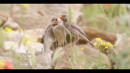 Küçük alamecek » Trumpeter Finch » Bucanetes githagineus