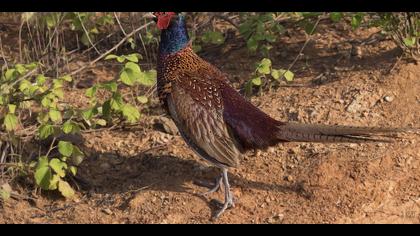 Sülün » Common Pheasant » Phasianus colchicus