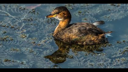 Küçük batağan » Little Grebe » Tachybaptus ruficollis