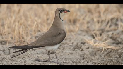 Bataklıkkırlangıcı » Collared Pratincole » Glareola pratincola