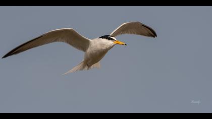 Küçük sumru » Little Tern » Sternula albifrons