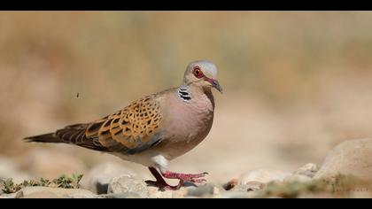 Üveyik » European Turtle Dove » Streptopelia turtur