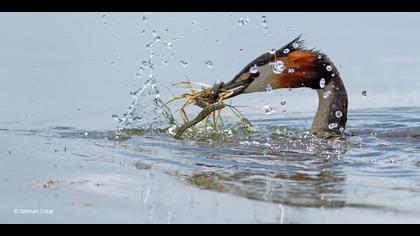 Bahri » Great Crested Grebe » Podiceps cristatus