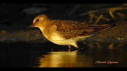 Sarıbacaklı kumkuşu » Temminck`s Stint » Calidris temminckii