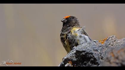 Kara iskete » Red-fronted Serin » Serinus pusillus