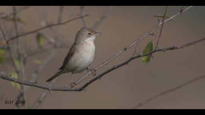 Akgerdanlı ötleğen » Common Whitethroat » Sylvia communis