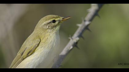 Söğütbülbülü » Willow Warbler » Phylloscopus trochilus