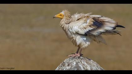 Küçük akbaba » Egyptian Vulture » Neophron percnopterus