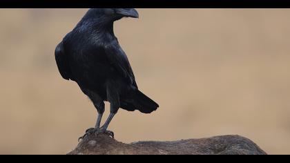 Kuzgun » Northern Raven » Corvus corax