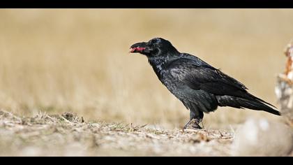 Kuzgun » Northern Raven » Corvus corax